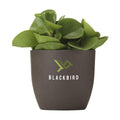 Coffee Flowerpot (269116)