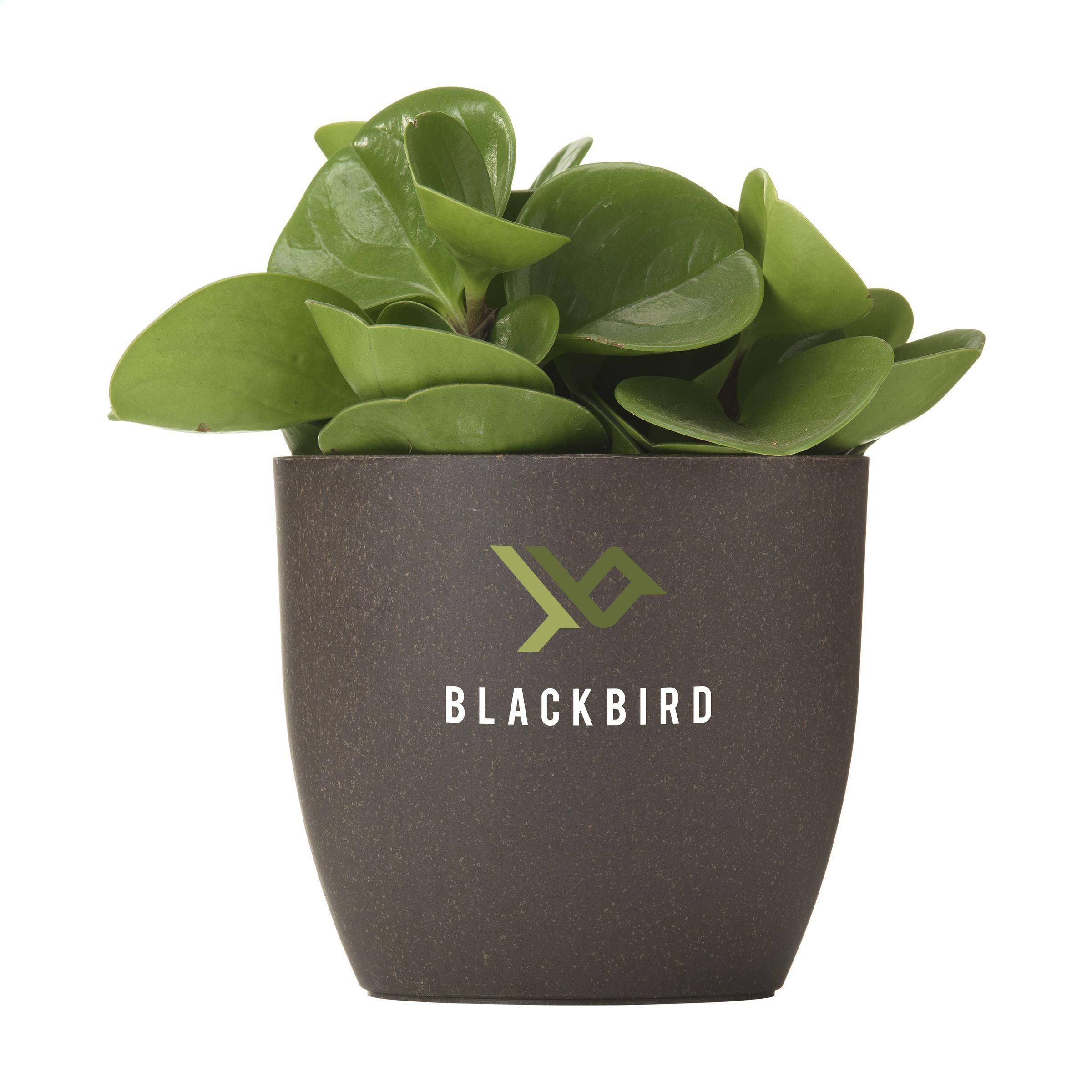 Coffee Flowerpot (269116)